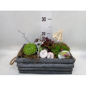 Arr.  Sempervivum L%