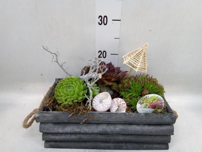 <h4>Arr. Sempervivum L%</h4>