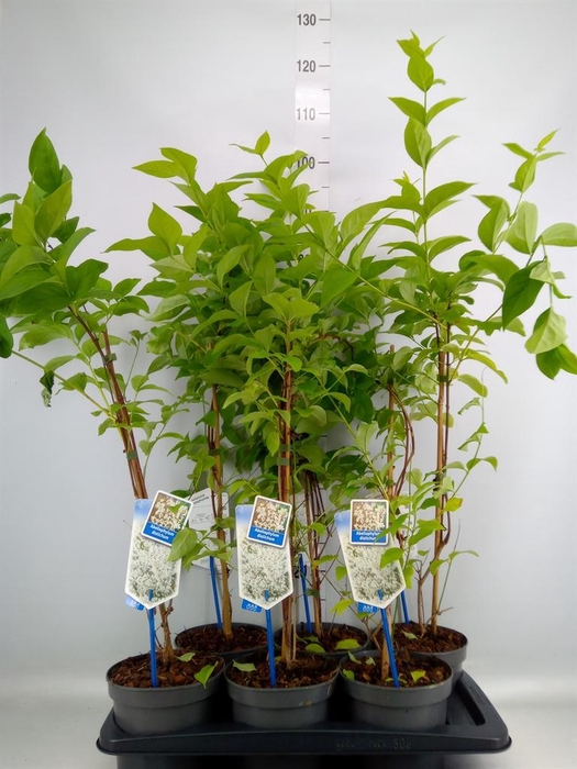 <h4>Abeliophyllum distichum</h4>