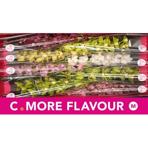 Mini cymbidium 'Mix' 70 cm