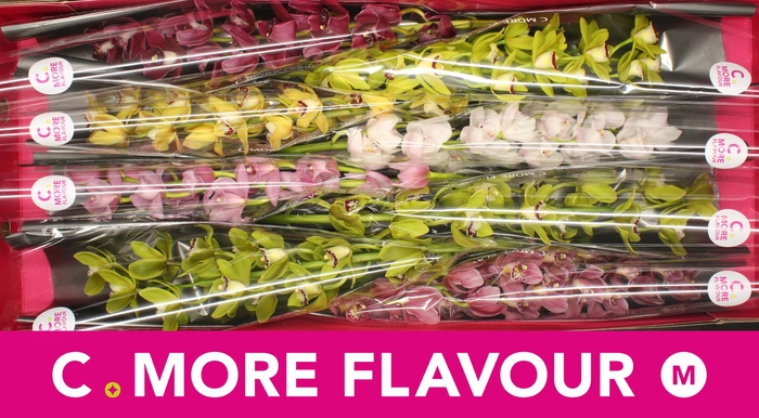 <h4>Mini cymbidium 'Mix' 70 cm</h4>