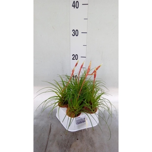 Vriesea   ...