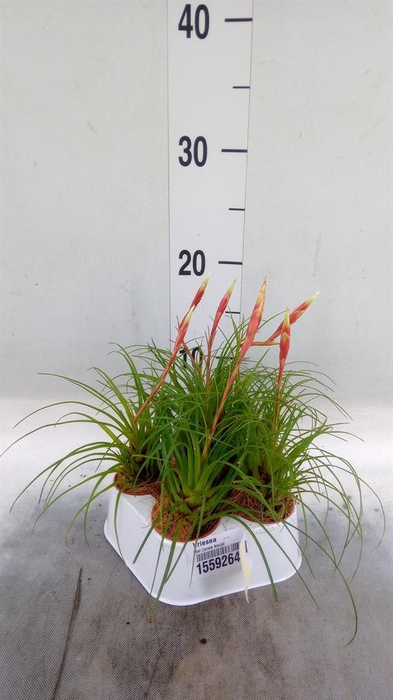 <h4>Vriesea   ...</h4>