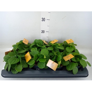 Peperomia albov. 'Rana Verde'