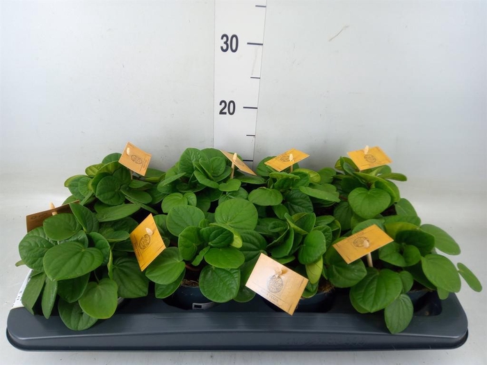 <h4>Peperomia albov. 'Rana Verde'</h4>