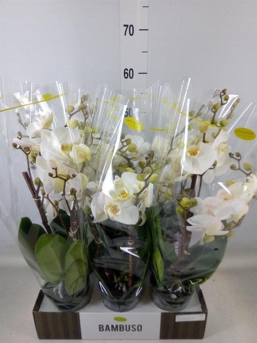 <h4>Phalaenopsis   ...white</h4>