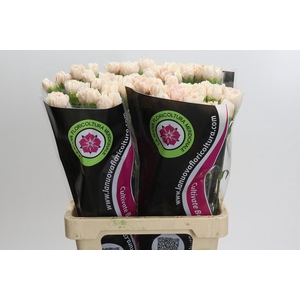 Dianthus St Lady Cappucino