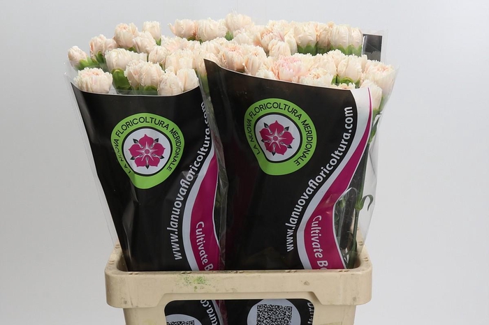 <h4>Dianthus St Lady Cappucino</h4>