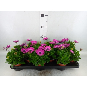 Osteospermum  'Sunny Mary'