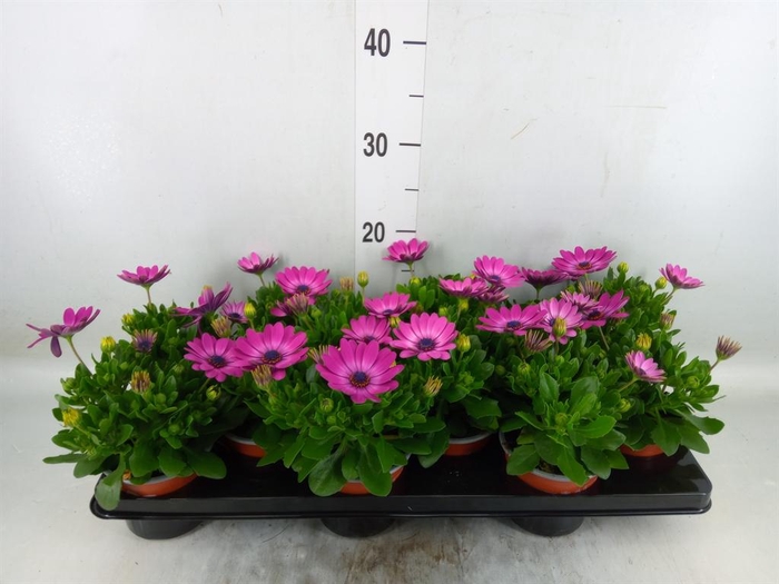 <h4>Osteospermum 'Sunny Mary'</h4>