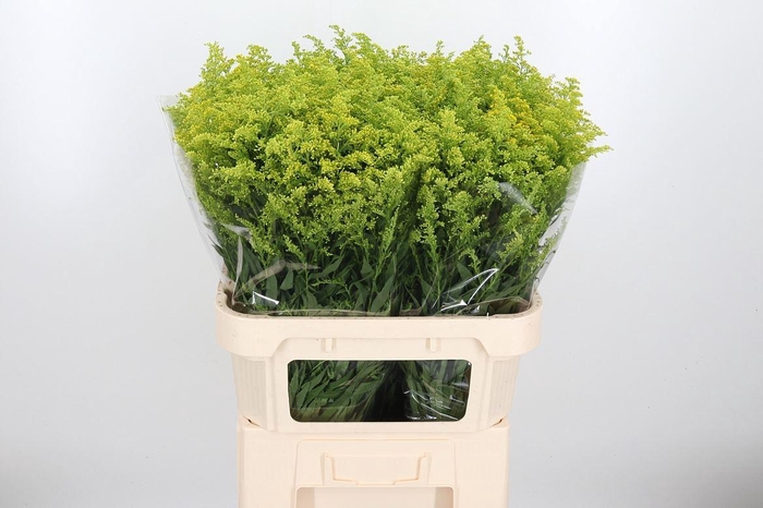 <h4>Solidago Tara</h4>