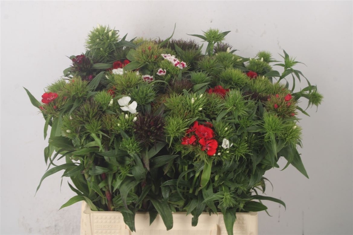 <h4>Di Barb Mixed Bunch!</h4>