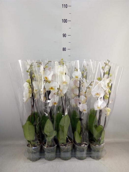 <h4>Phalaenopsis   ...</h4>