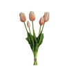 AF Tulip bundle x5 L45cm champ