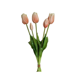 AF Tulip bundle x5 L45cm champ