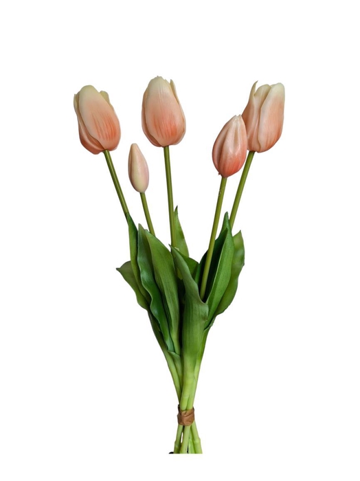 AF Tulip bundle x5 L45cm champ