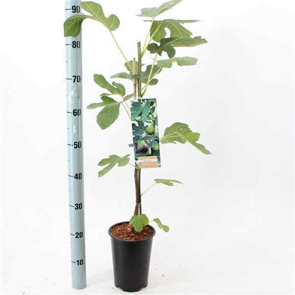 <h4>Ficus carica 'Brown Turkey'</h4>