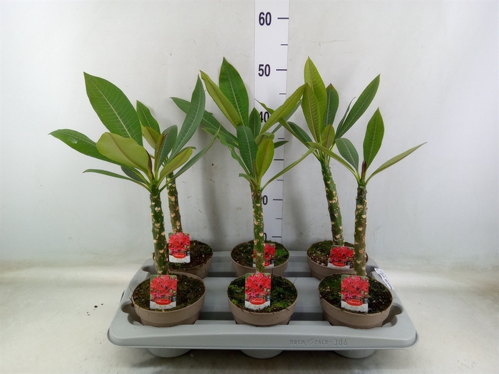 <h4>Plumeria rubra 'Hawaiian'   ...mix</h4>