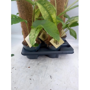 Planten   ...green L%