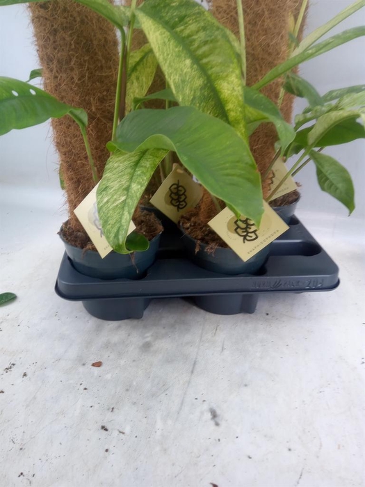 <h4>Planten   ...green L%</h4>