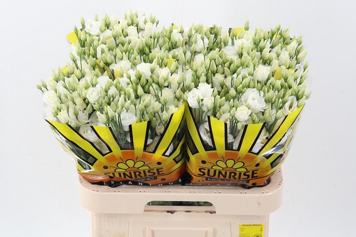 <h4>Eus G Rosi White</h4>