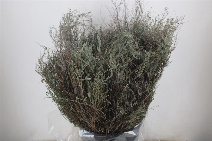 <h4>Thyme P/bunch Falso 300gr</h4>