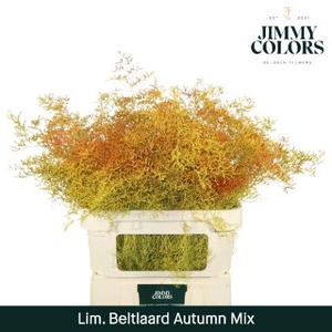 Lim Bel L90 Autumn Mix
