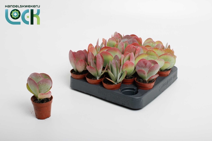 <h4>Kalanchoe Thyrsiflora Red Lips</h4>