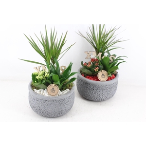 arr2 PL - Ker. barok grijs dracena - rood/wit