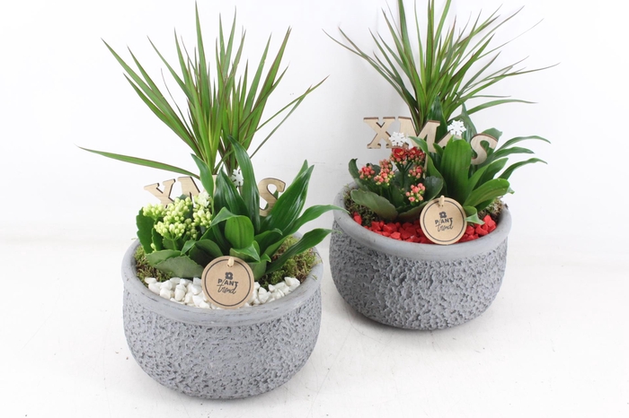 <h4>arr2 PL - Ker. barok grijs dracena - rood/wit</h4>