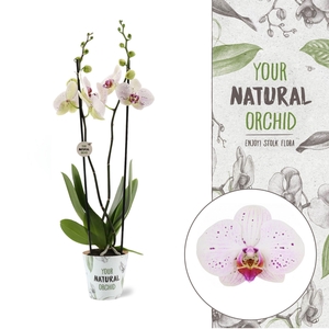 Your Natural Orchid | Goya | Phalaenopsis 2 spike