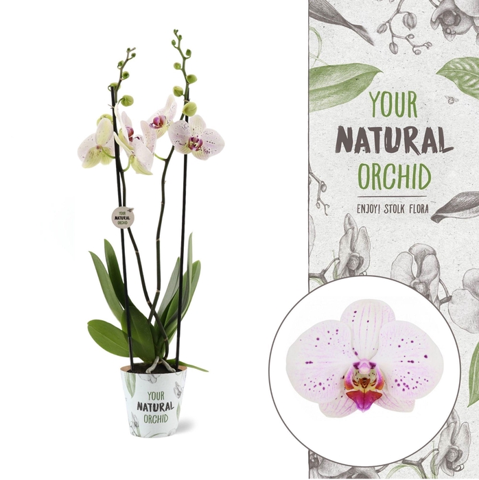<h4>Your Natural Orchid | Goya | Phalaenopsis 2 spike</h4>