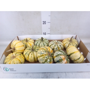 Cucurbita