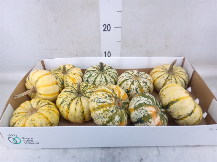 <h4>Cucurbita</h4>