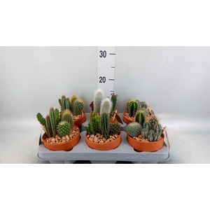 Arr. Cactus L%