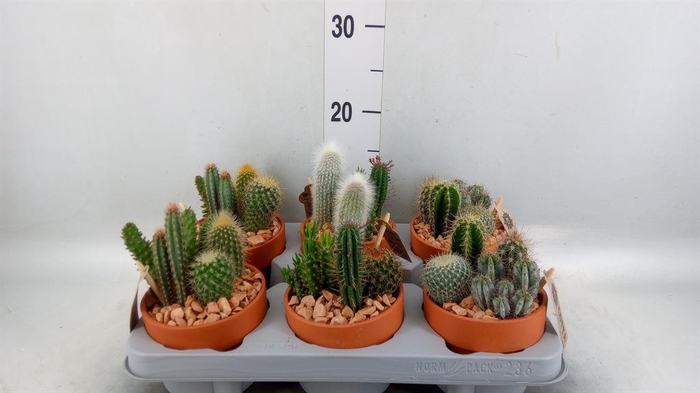 <h4>Arr. Cactus L%</h4>