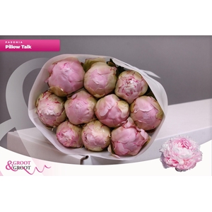 Paeonia Pillow Talk | Heavy Quality