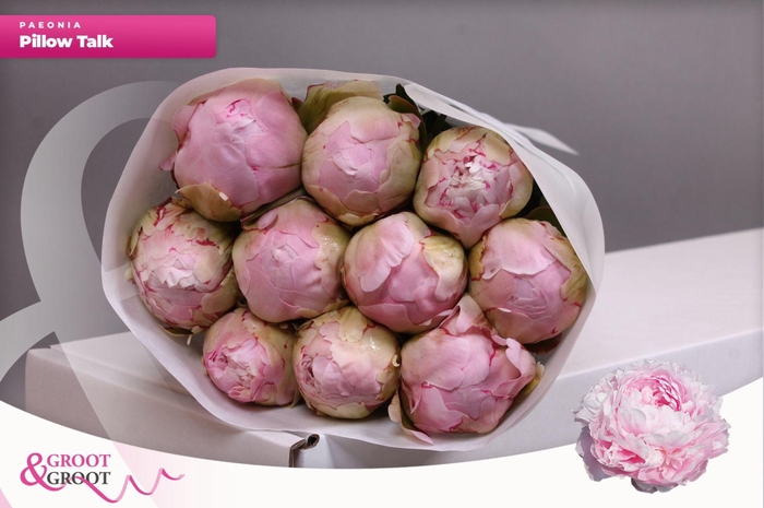 <h4>Paeonia Pillow Talk | Heavy Quality</h4>