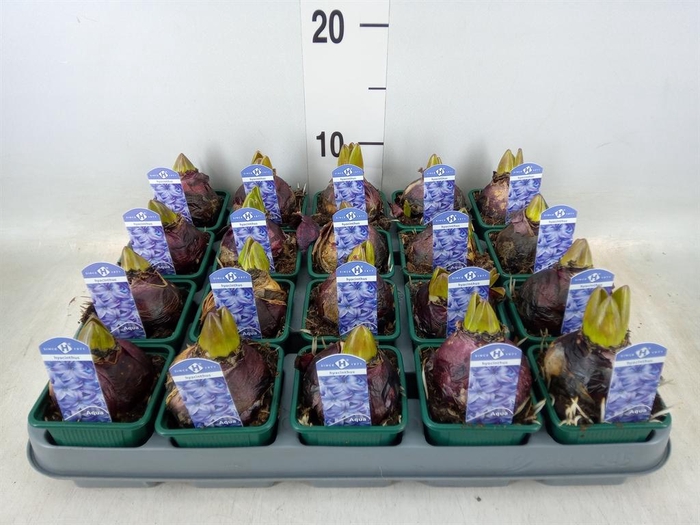 <h4>Hyacinthus orie. 'Aqua'</h4>