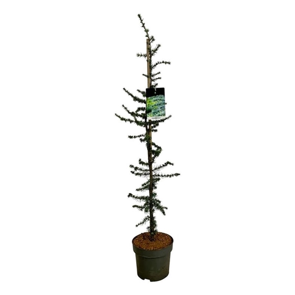 <h4>Cedrus libani 'Glauca'</h4>