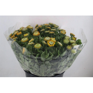 Calendula Yellow Super P Stem