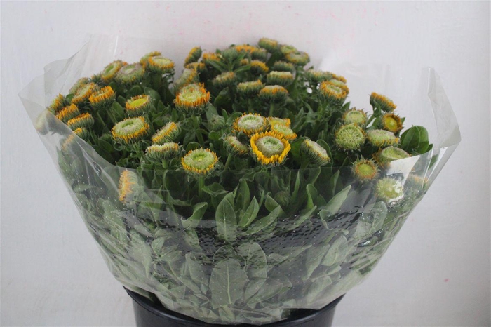 <h4>Calendula Yellow Super P Stem</h4>