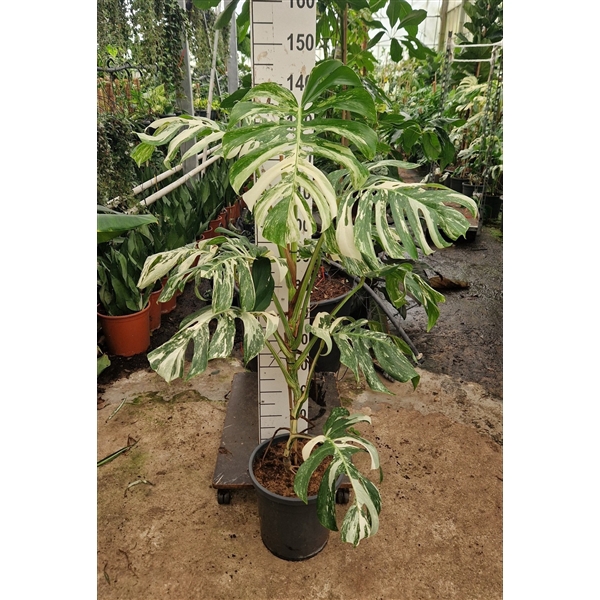 <h4>Monstera deliciosa 'Variegata' 130</h4>