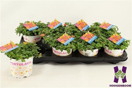 <h4>Portulaca gemengd in pot</h4>
