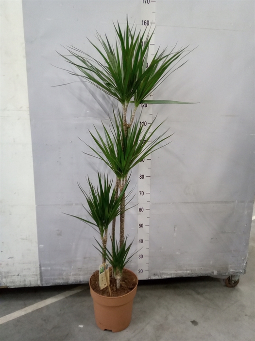 <h4>Dracaena marg.</h4>