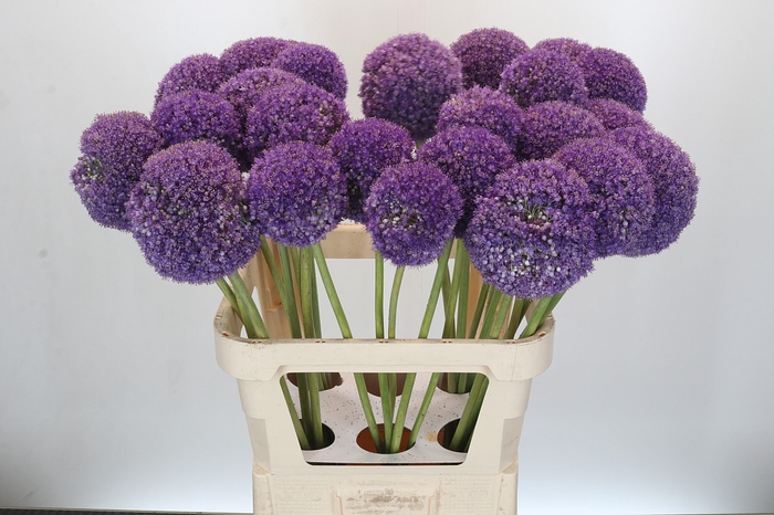<h4>Allium Giganteum</h4>