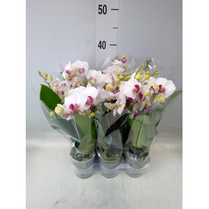 Phalaenopsis multi. 'FC Safe Haven'