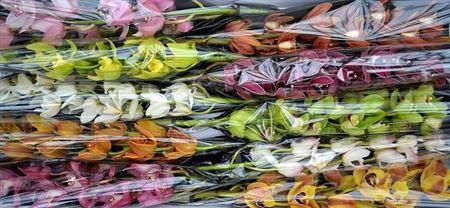 <h4>Cymb Mi Gem</h4>