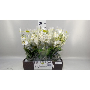 Phalaenopsis multi.   ...white