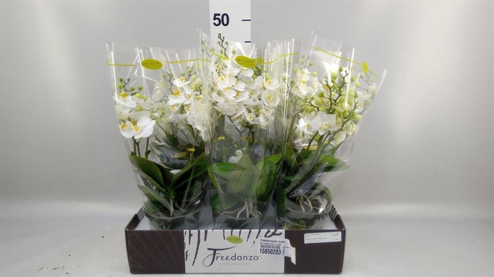 <h4>Phalaenopsis multi.   ...white</h4>